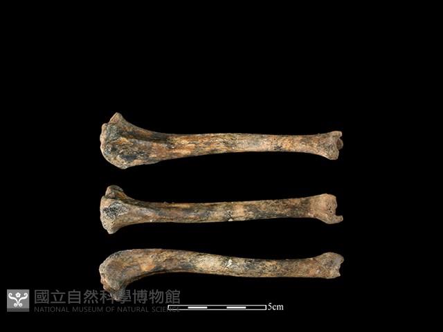 狗骨藏品圖，第1張