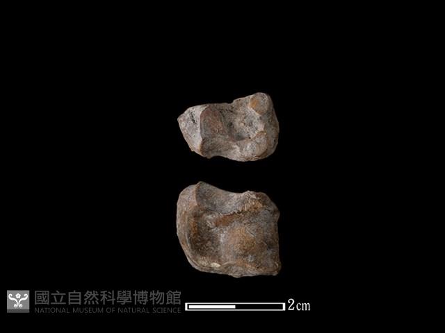 梅花鹿骨藏品圖，第1張