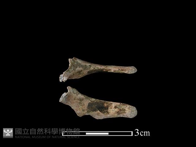 狗骨藏品圖，第1張