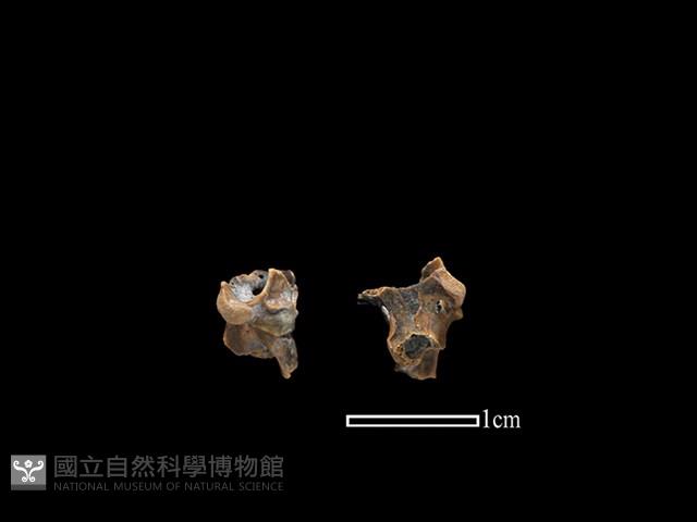 蛙骨藏品圖，第1張