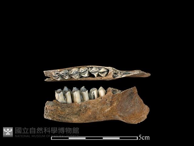 山羌骨藏品圖，第1張