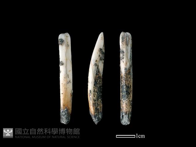 台灣野豬藏品圖，第1張