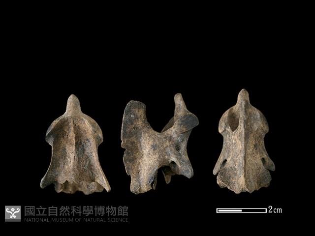 狗骨藏品圖，第1張