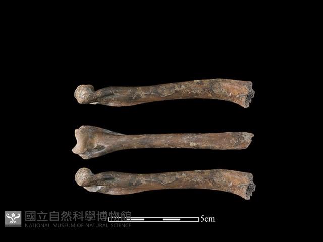 石虎骨藏品圖，第1張