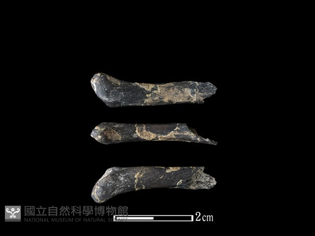 豬骨藏品圖，第1張
