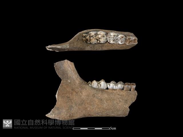 豬骨藏品圖，第1張