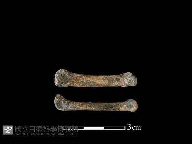 狗骨藏品圖，第1張