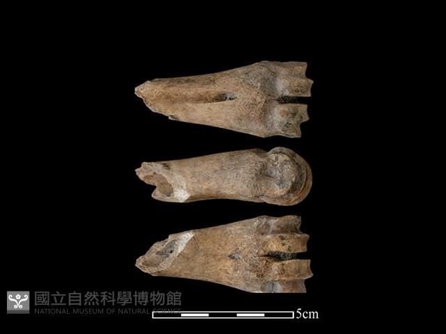 梅花鹿骨藏品圖，第1張