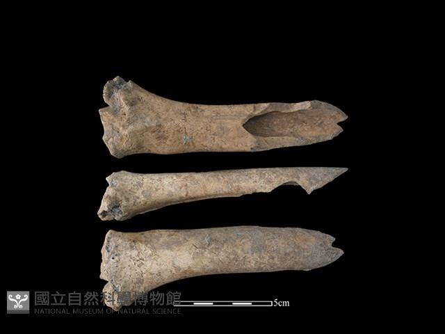 Accession Number:CSCSNS-2019-AB0674 Collection Image