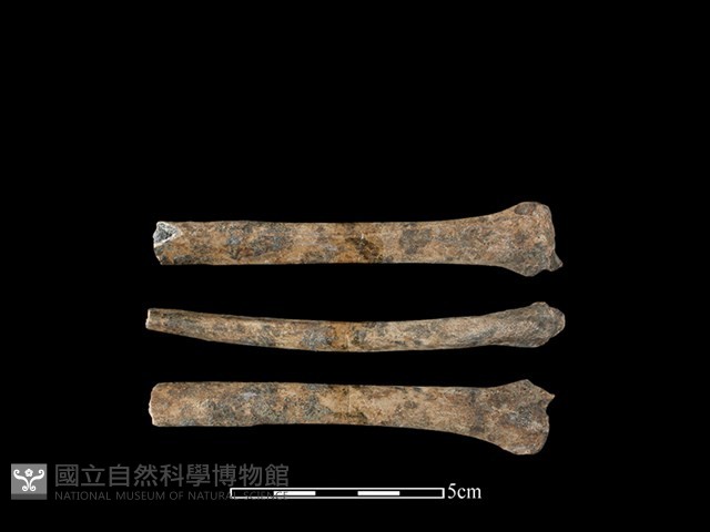 狗骨藏品圖，第1張