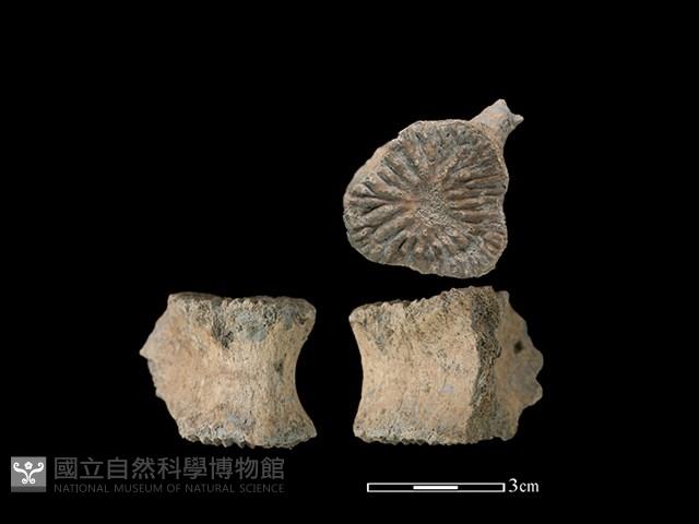 海豚骨藏品圖，第1張