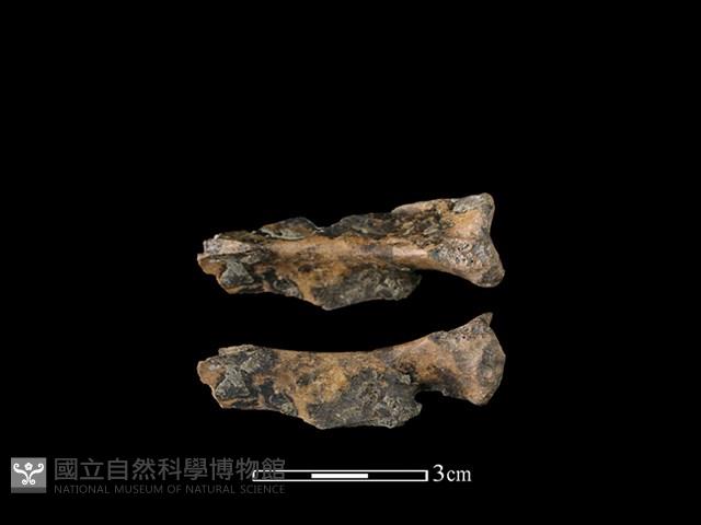 Accession Number:CSCSNS-2019-AB0174 Collection Image