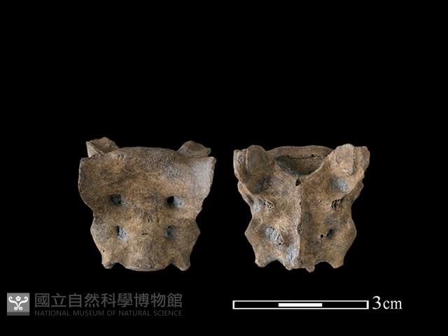 狗骨藏品圖，第1張