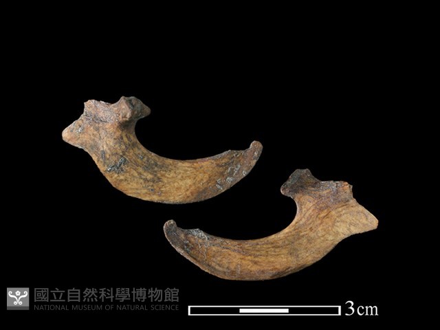 山羌骨藏品圖，第1張