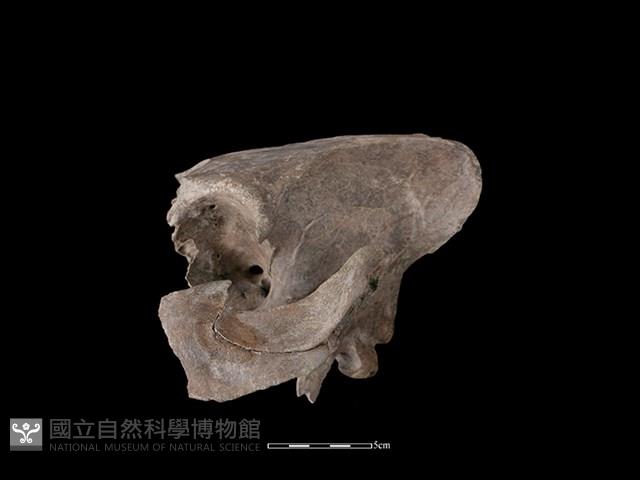 豬骨藏品圖，第1張