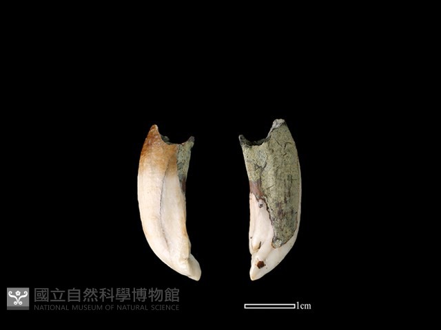 豬骨藏品圖，第1張