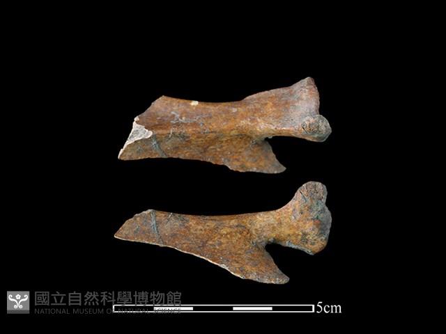 獐骨藏品圖，第1張