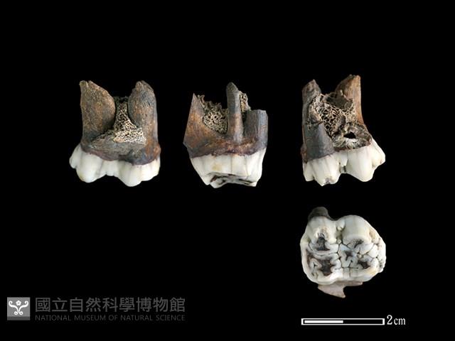豬骨藏品圖，第1張