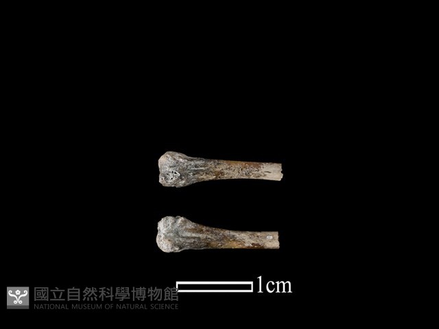 蛙骨藏品圖，第1張