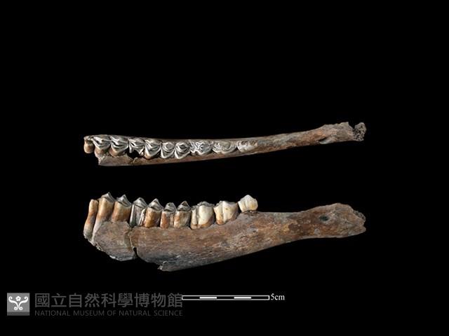 梅花鹿骨藏品圖，第1張