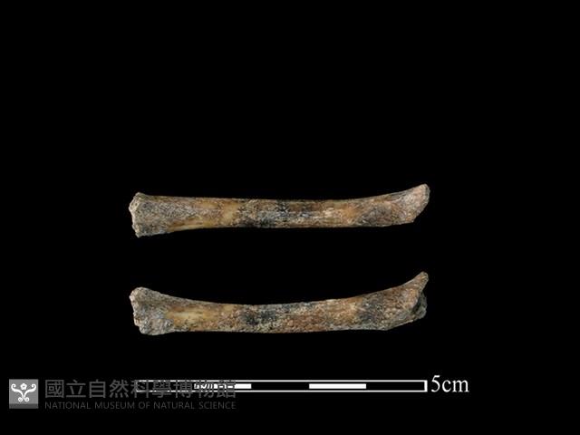 雉科鳥類骨藏品圖，第1張