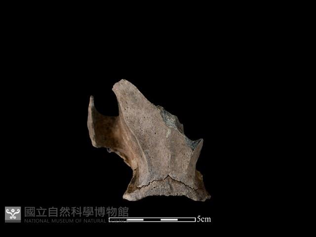 豬骨藏品圖，第1張