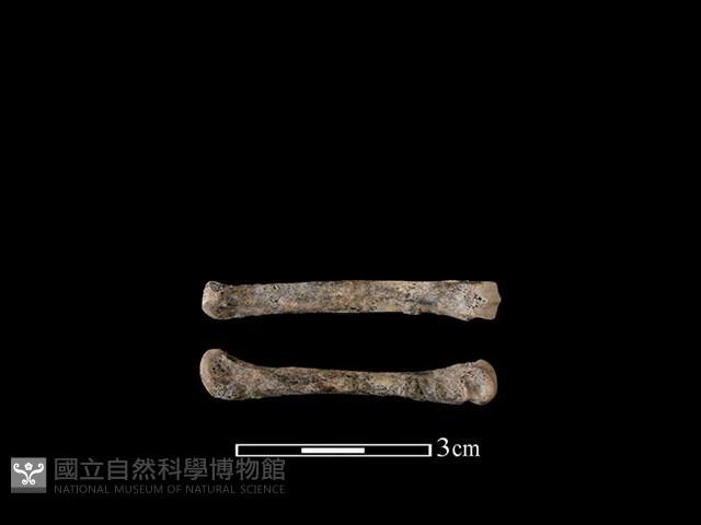 狗骨藏品圖，第1張