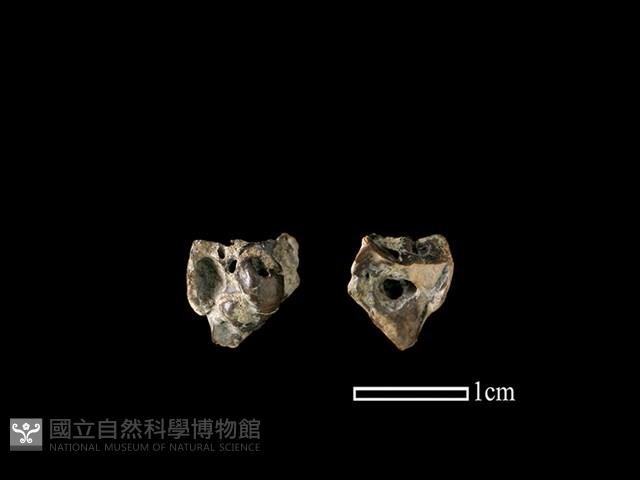 獐骨藏品圖，第1張