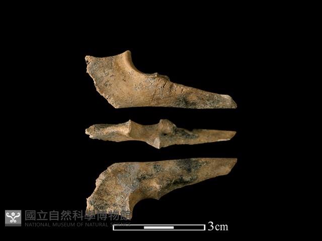 山羌骨藏品圖，第1張