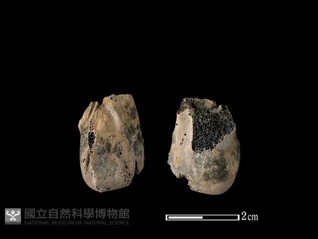 梅花鹿骨藏品圖，第1張