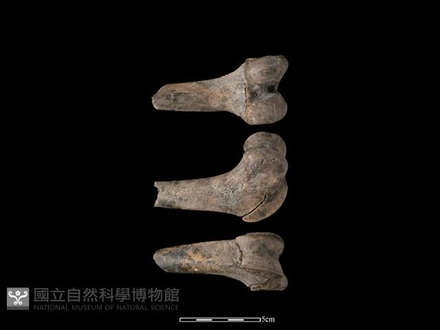 豬骨藏品圖，第1張