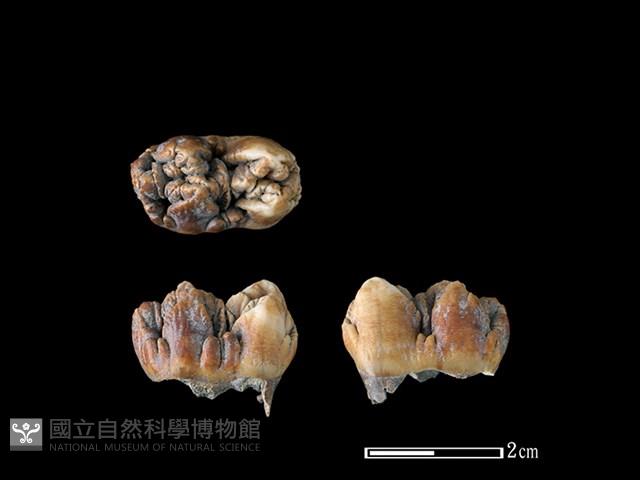 豬骨藏品圖，第1張