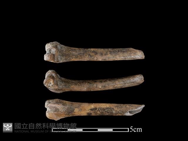 野兔骨藏品圖，第1張