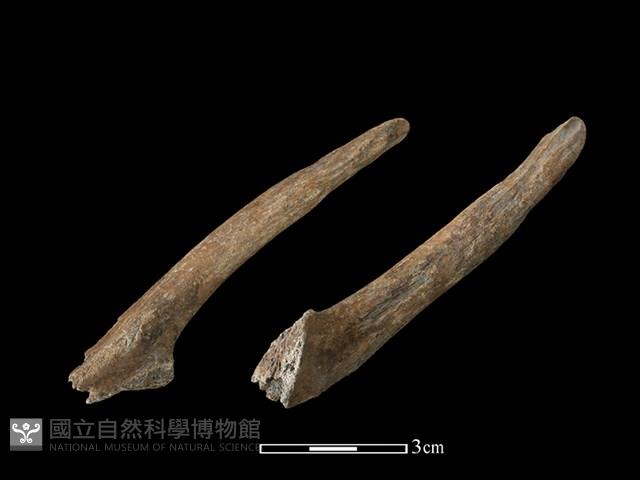 山羌骨藏品圖，第1張