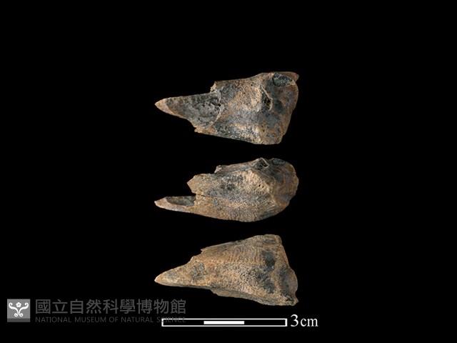 獐骨藏品圖，第1張