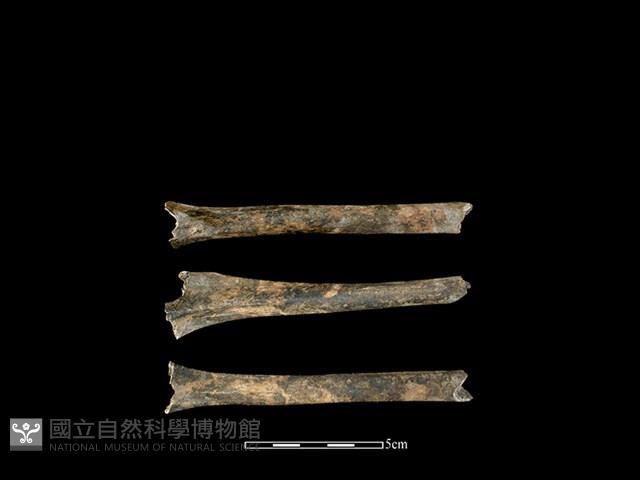 狗骨藏品圖，第1張
