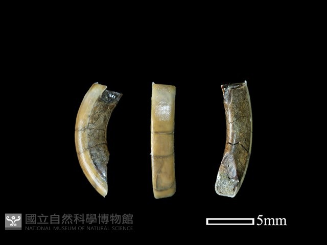 鬼鼠骨藏品圖，第1張