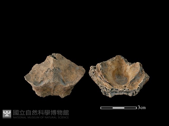 山羌骨藏品圖，第1張