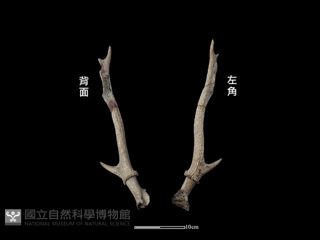 梅花鹿骨藏品圖，第1張
