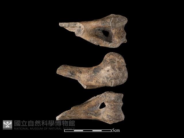 豬骨藏品圖，第1張