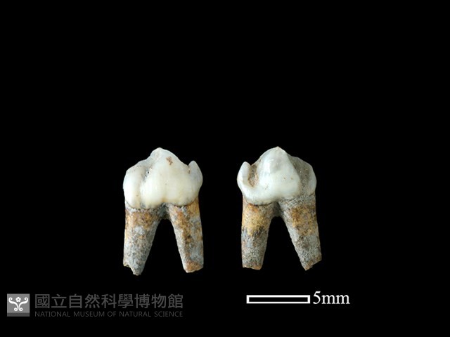 豬骨藏品圖，第1張