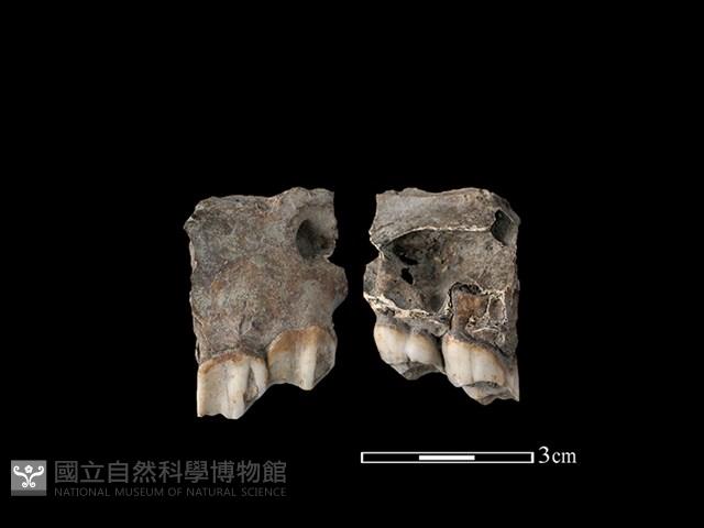 梅花鹿骨藏品圖，第1張