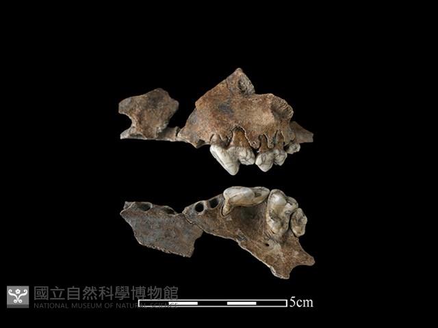 狗骨藏品圖，第1張