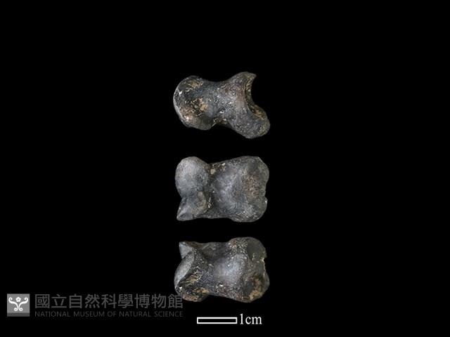 豬骨藏品圖，第1張