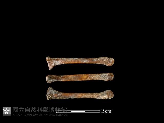 狗骨藏品圖，第1張