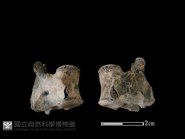 狗骨藏品圖，第1張