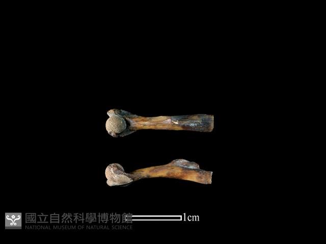 蛙骨藏品圖，第1張