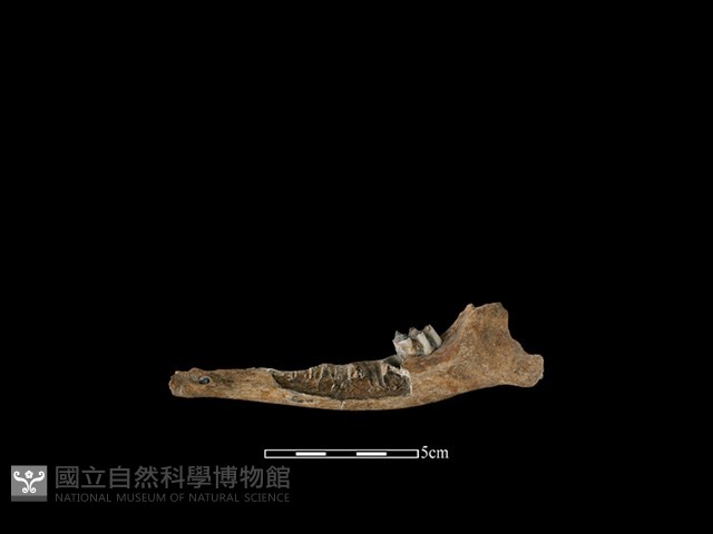 山羌骨藏品圖，第1張
