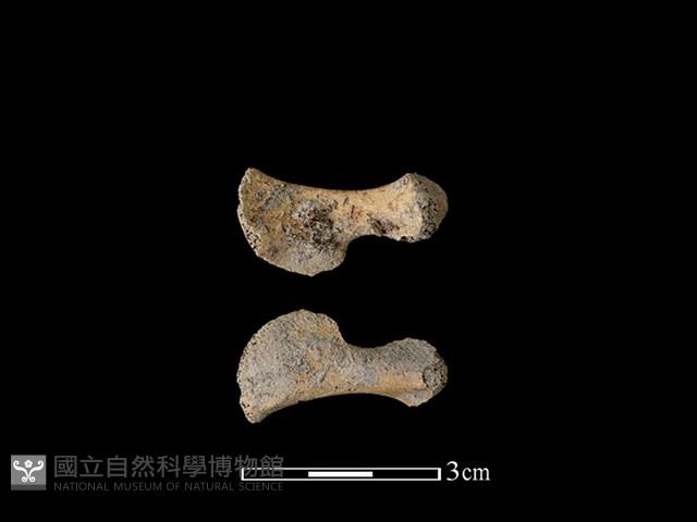 豬骨藏品圖，第1張