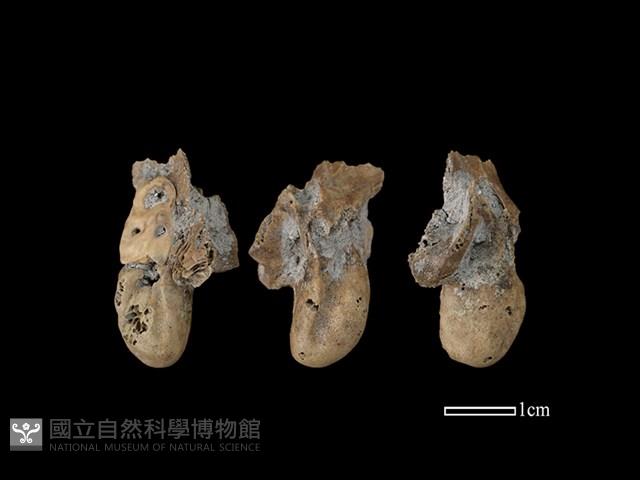 豬骨藏品圖，第1張